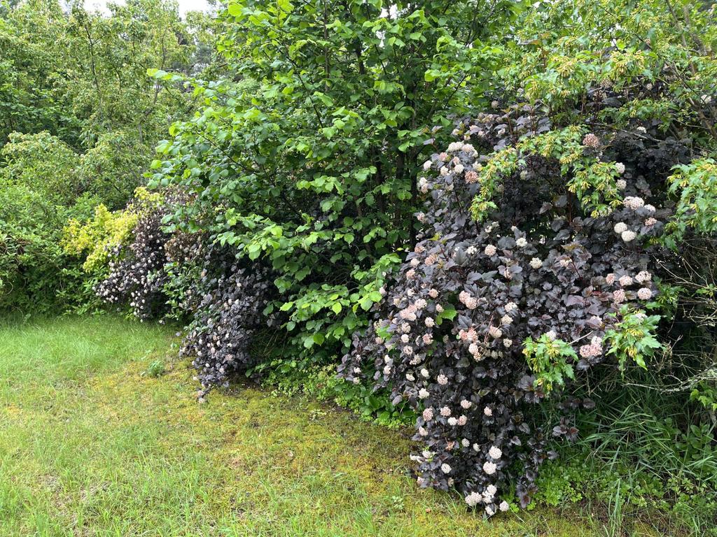 Rödbladig smällspirea