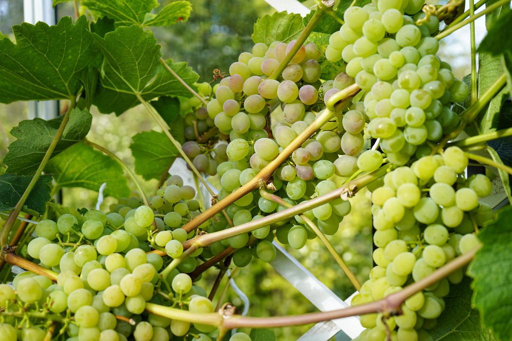 Säljarens egen bild