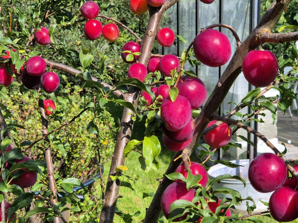 Säljarens egen bild