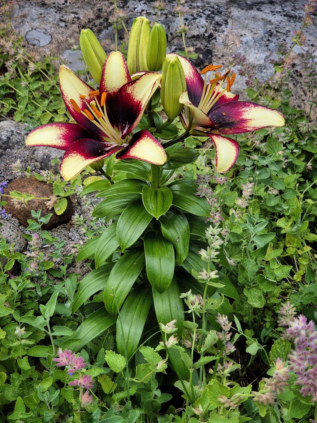 Säljarens egen bild