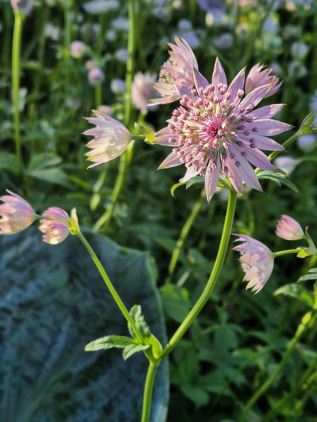 Säljarens egen bild