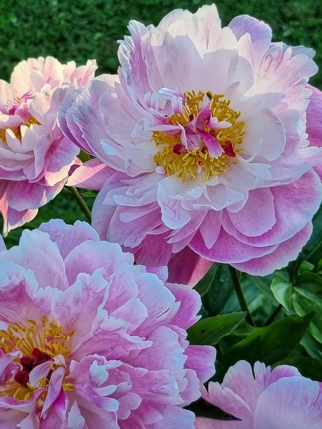 Säljarens egen bild