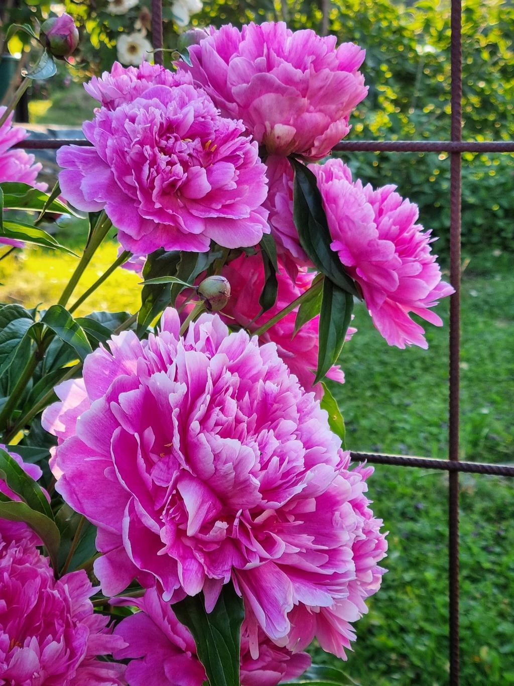 Säljarens egen bild