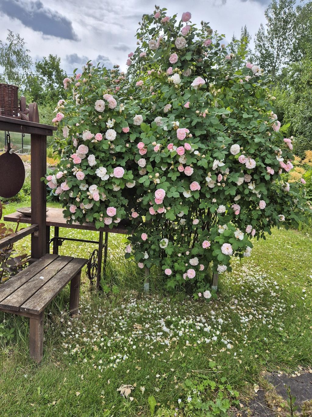 Säljarens egen bild