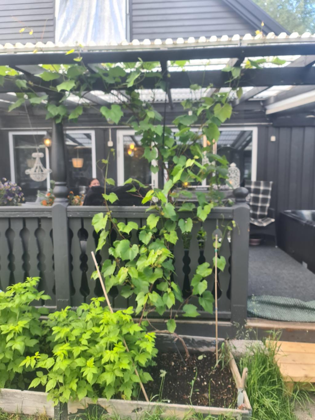 Grönskande trädgård. Säljaren bild. 