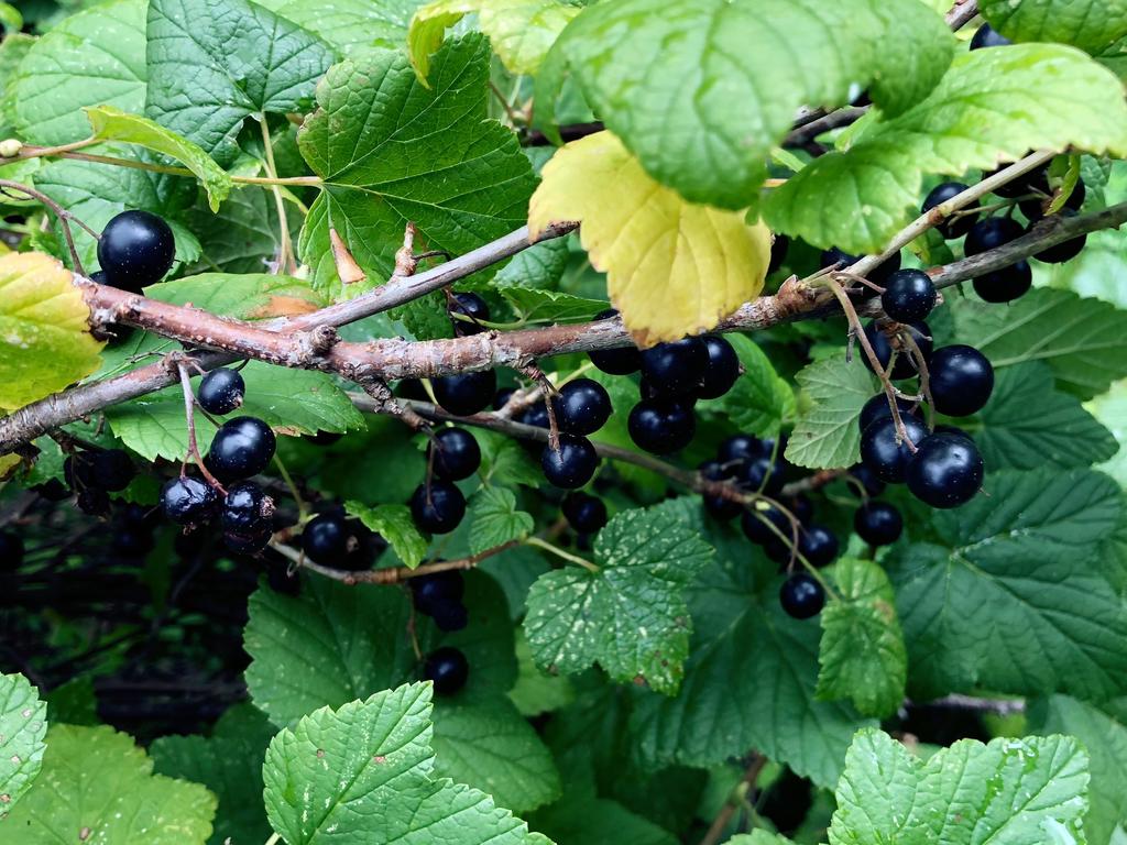 Svarta Vinbär