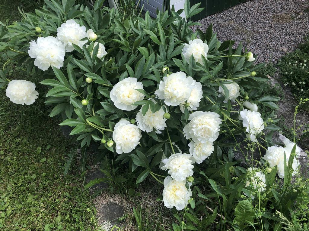 Blommor