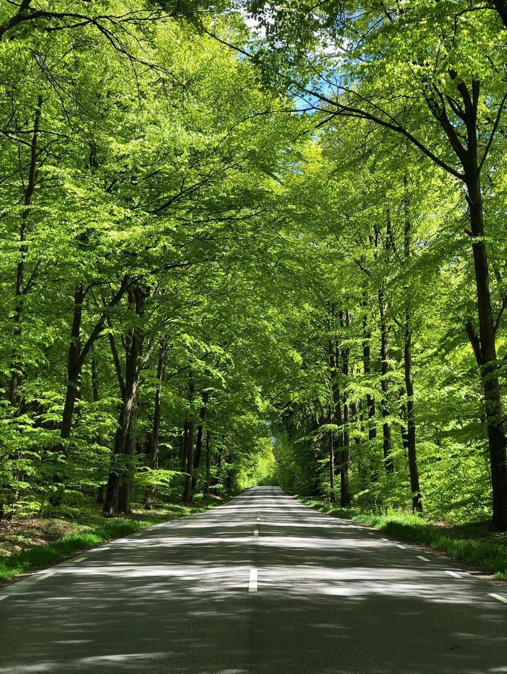 Vägen mot St Olof när man ska till Raskarumsvägen är känd för sin ''gröna tunnel''