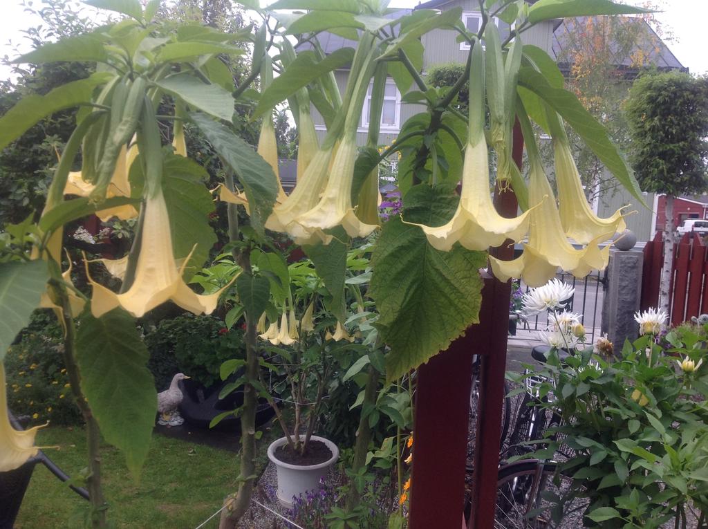 Säljarnas egna sommarbild