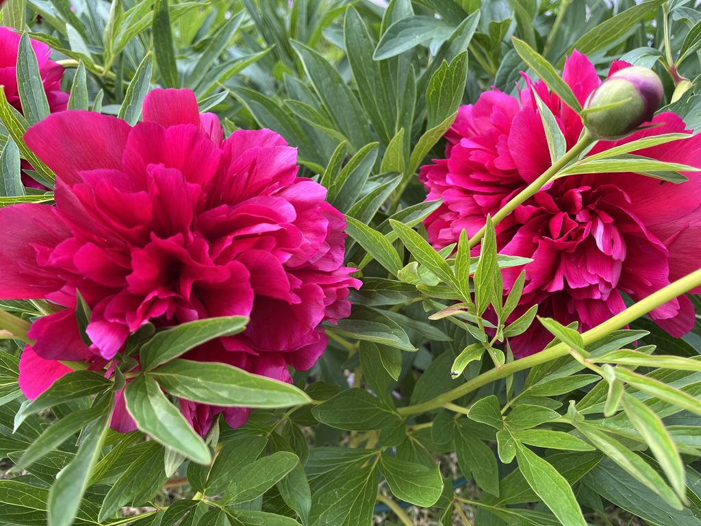 Blomma i trädgården.