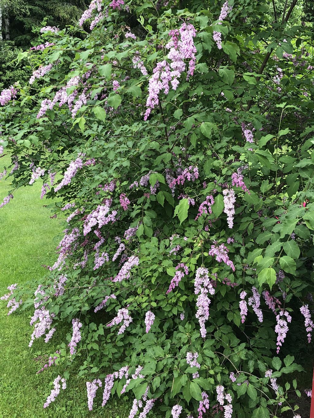 Ytterligare blomster som finns i trädgården sommartid.