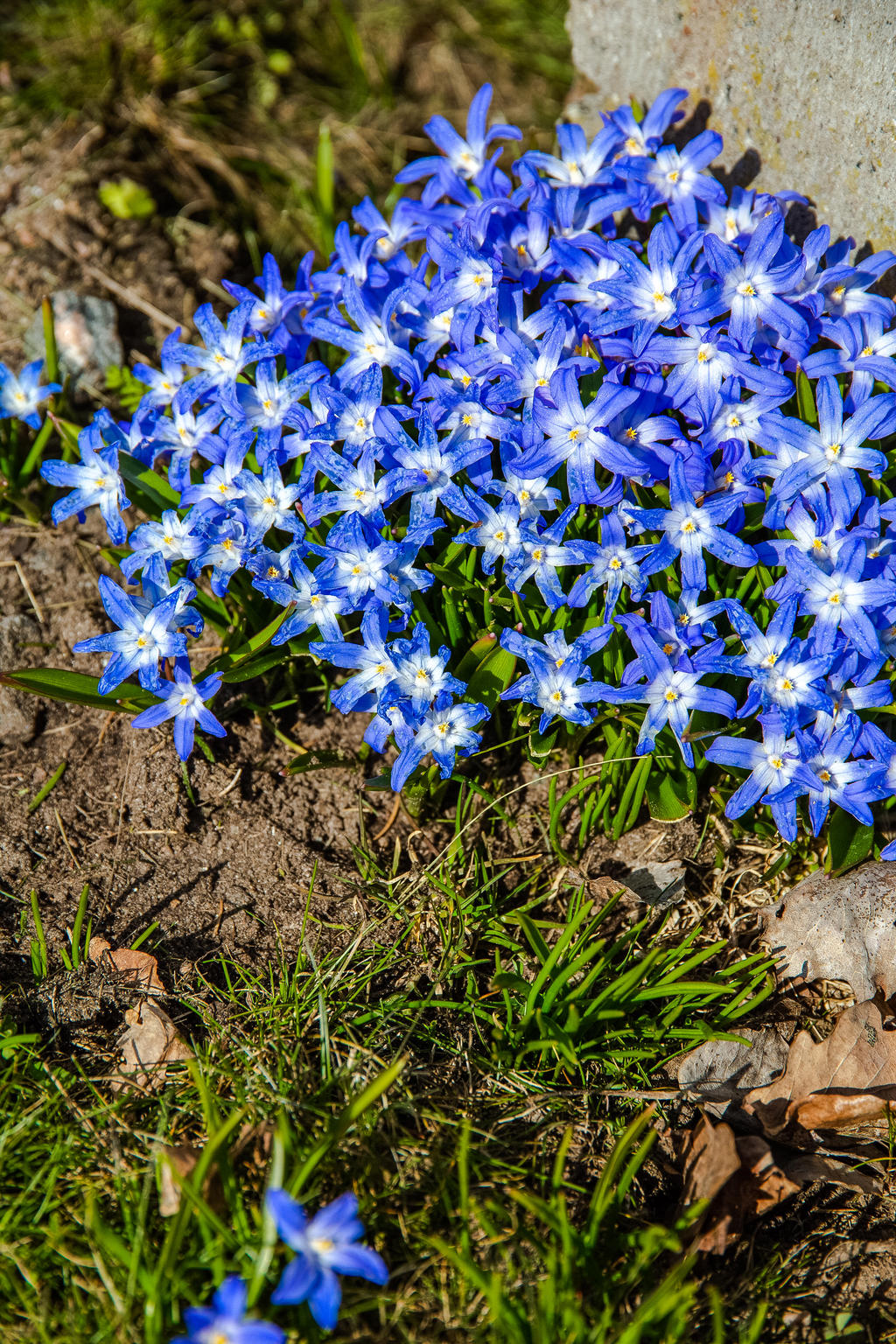 Vårstjärna, en av vårens tidigaste blommor!