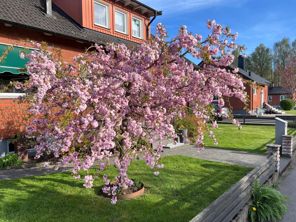 Säljarens sommarbild