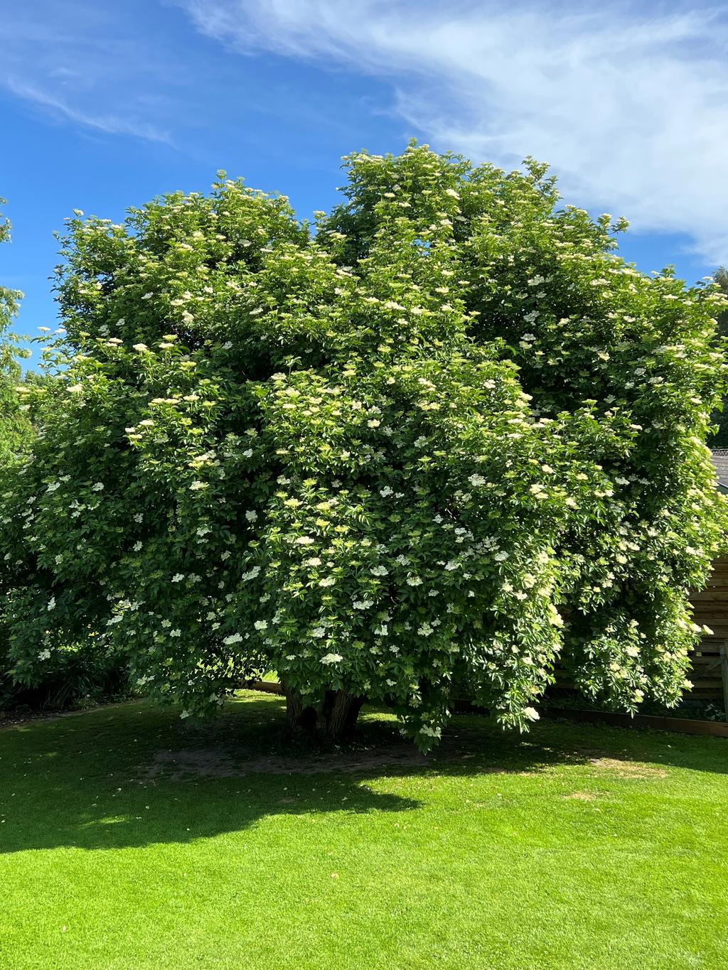 Säljarens sommarbild