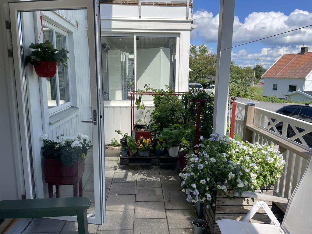 Lummig sommarbild från uteplatsen