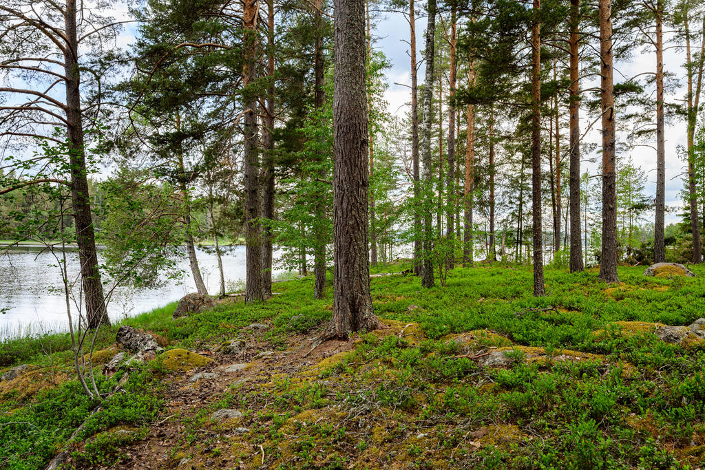 Fina, sjönäraskogsstigar i området