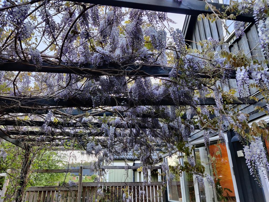 Blommande blåregn - kunds egna bild