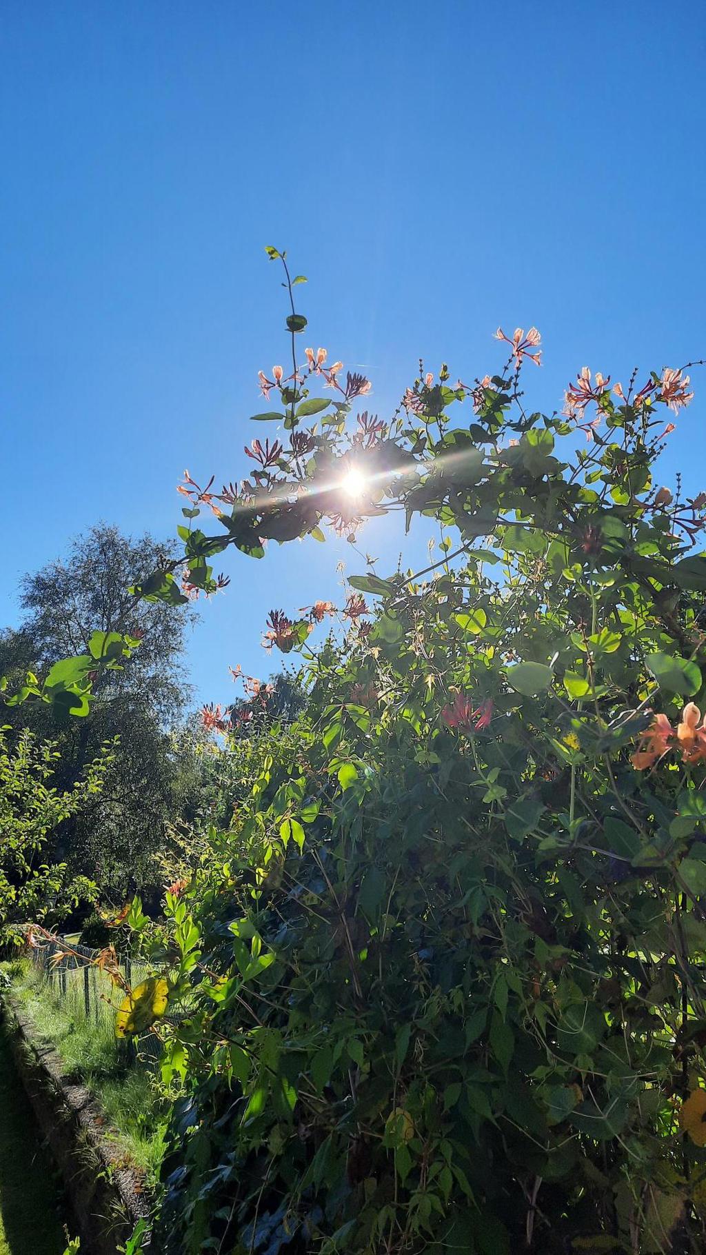 Säljarens sommarbild