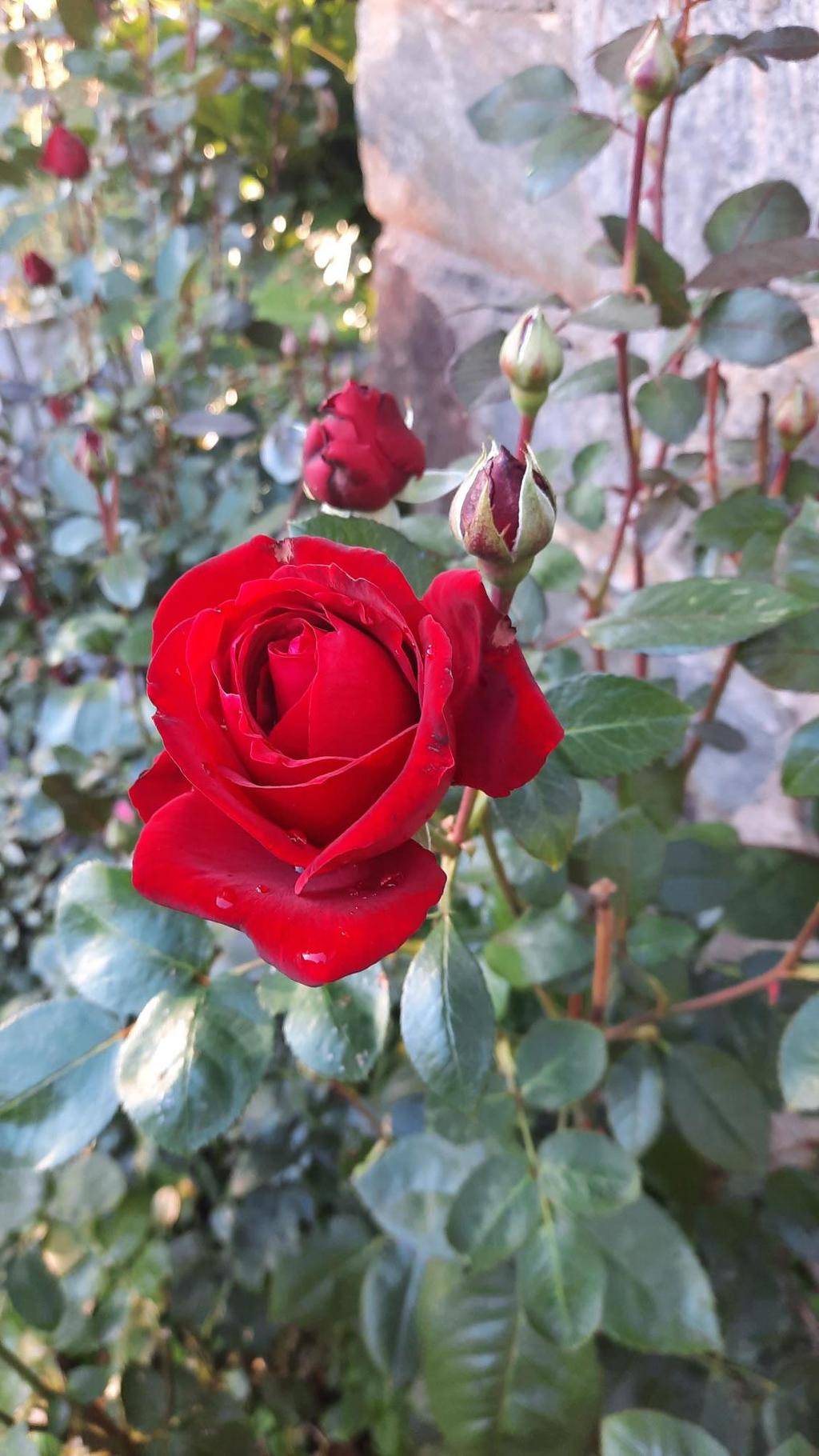 Säljarens sommarbild