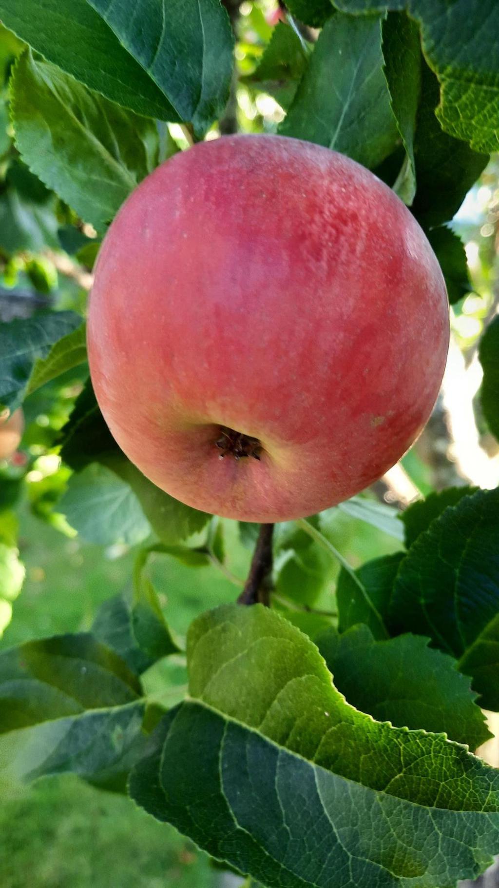 Säljarens sommarbild