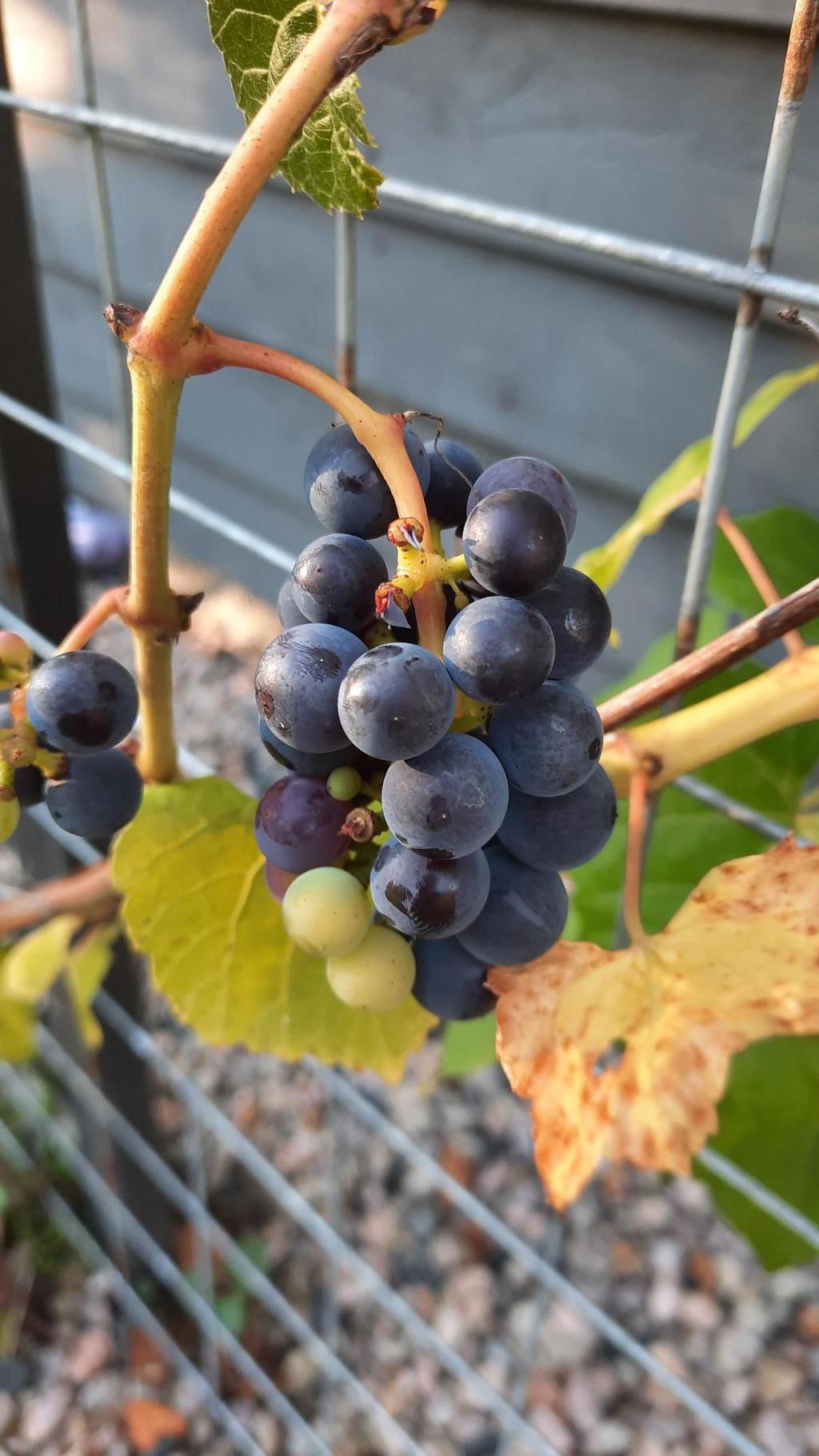 Säljarens sommarbild