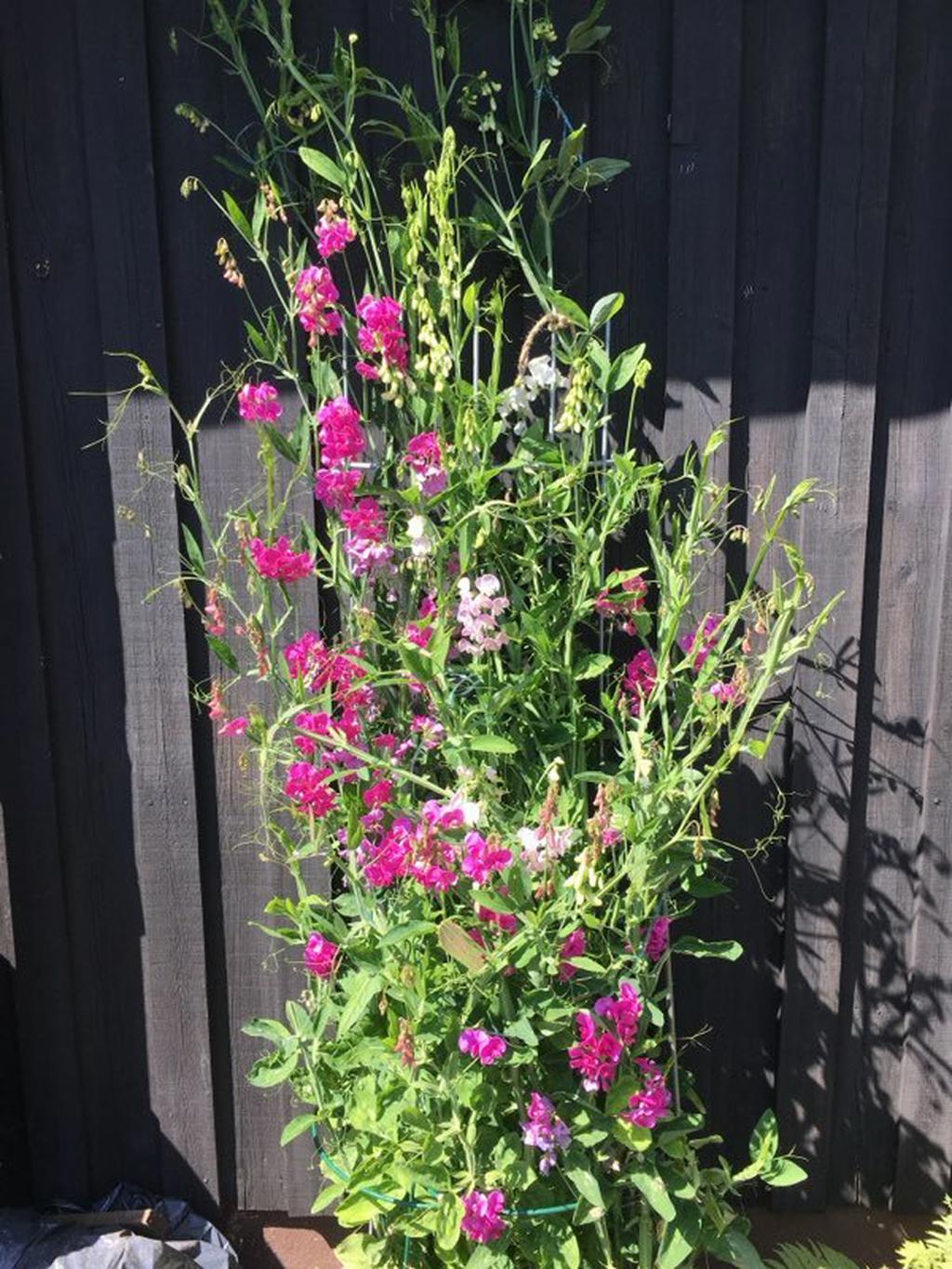 Säljarnas egna bilder