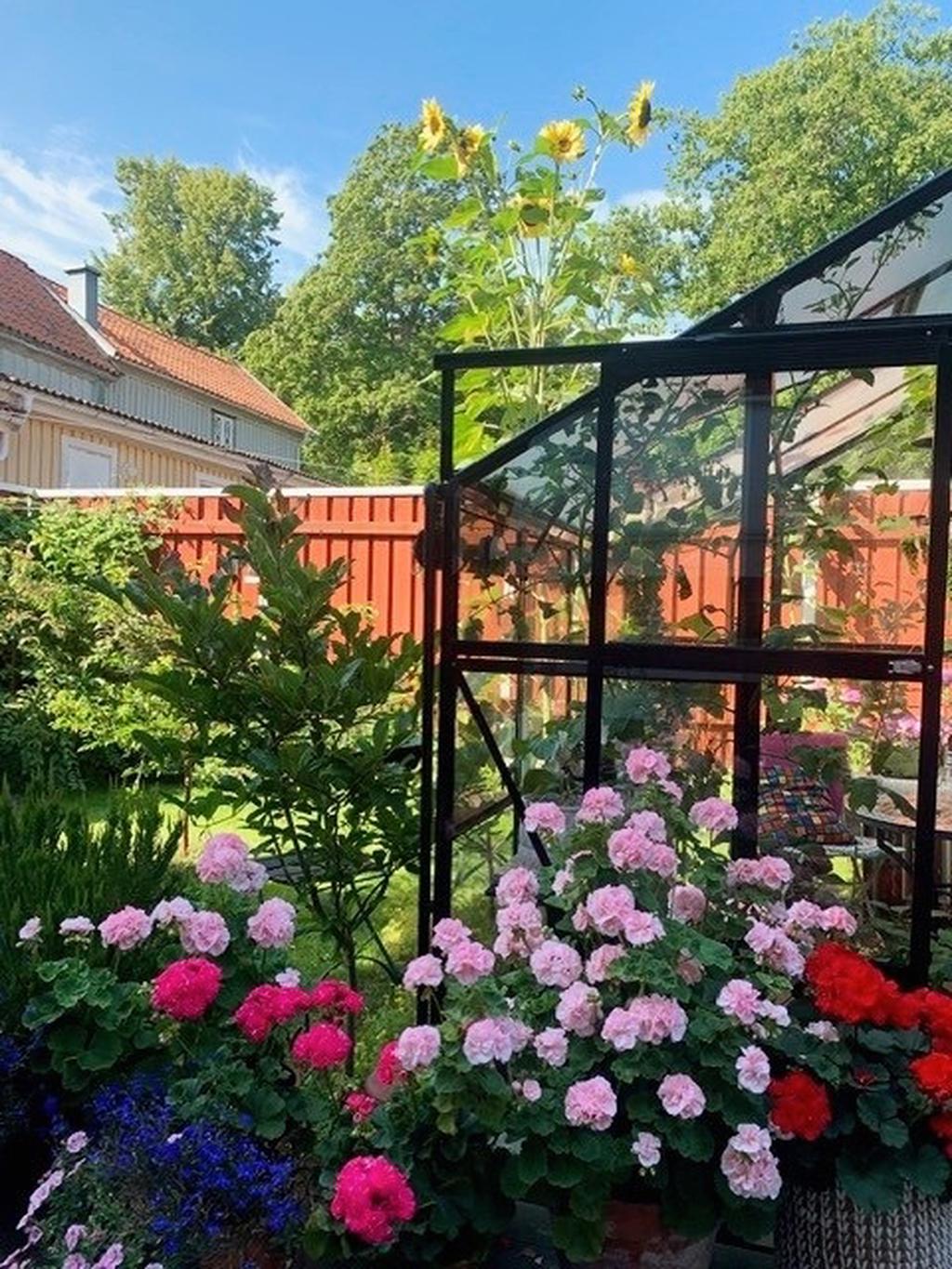 Sommarbild vid växthuset