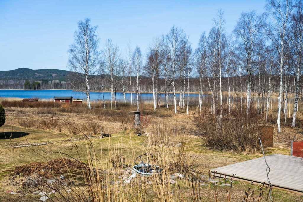 Trädgård