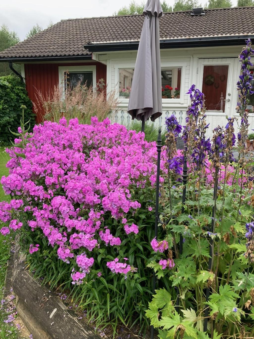 Sommarbild