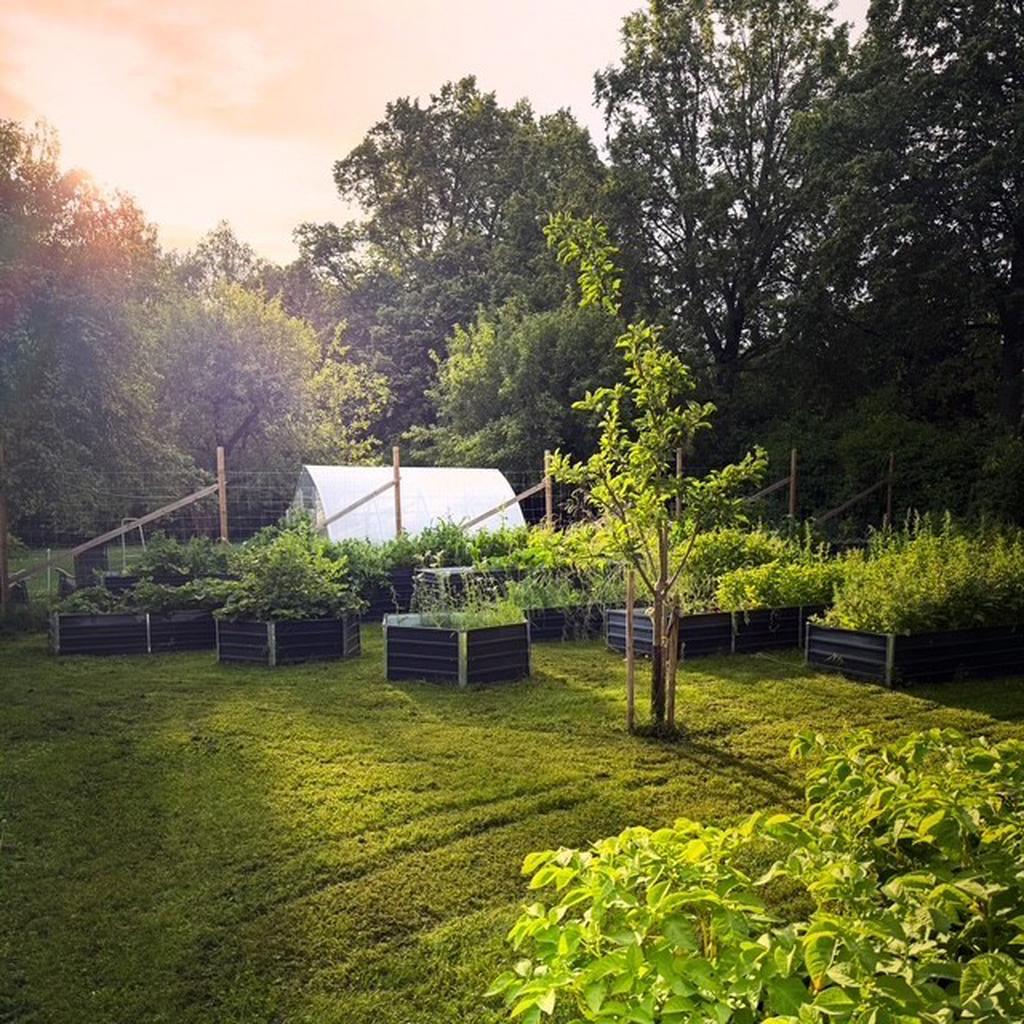 Köksträdgård & tunnelväxthus - privat bild