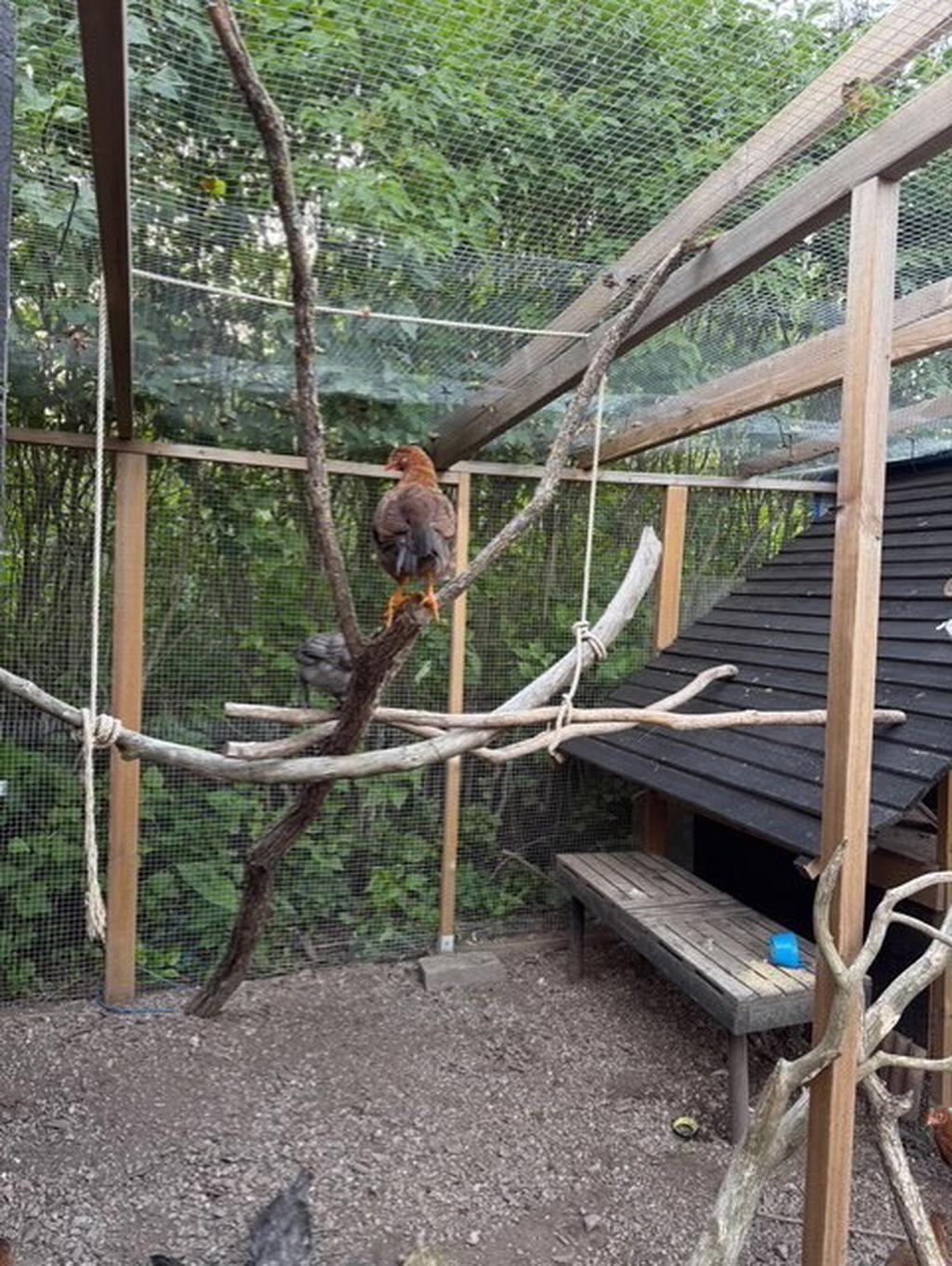 Hönsvoljär - privat bild