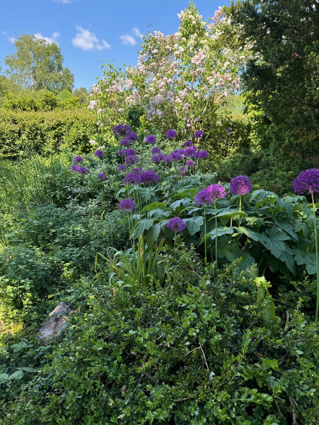 Trädgård (säljarens bild)