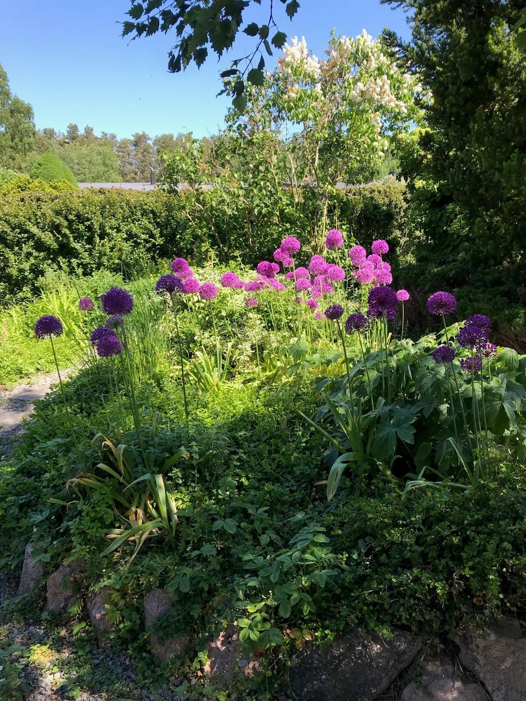 Trädgård (säljarens bild)