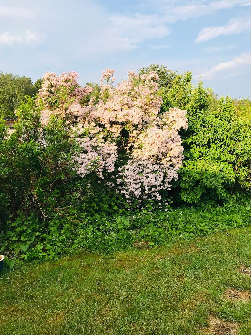 Trädgård (säljarens bild)