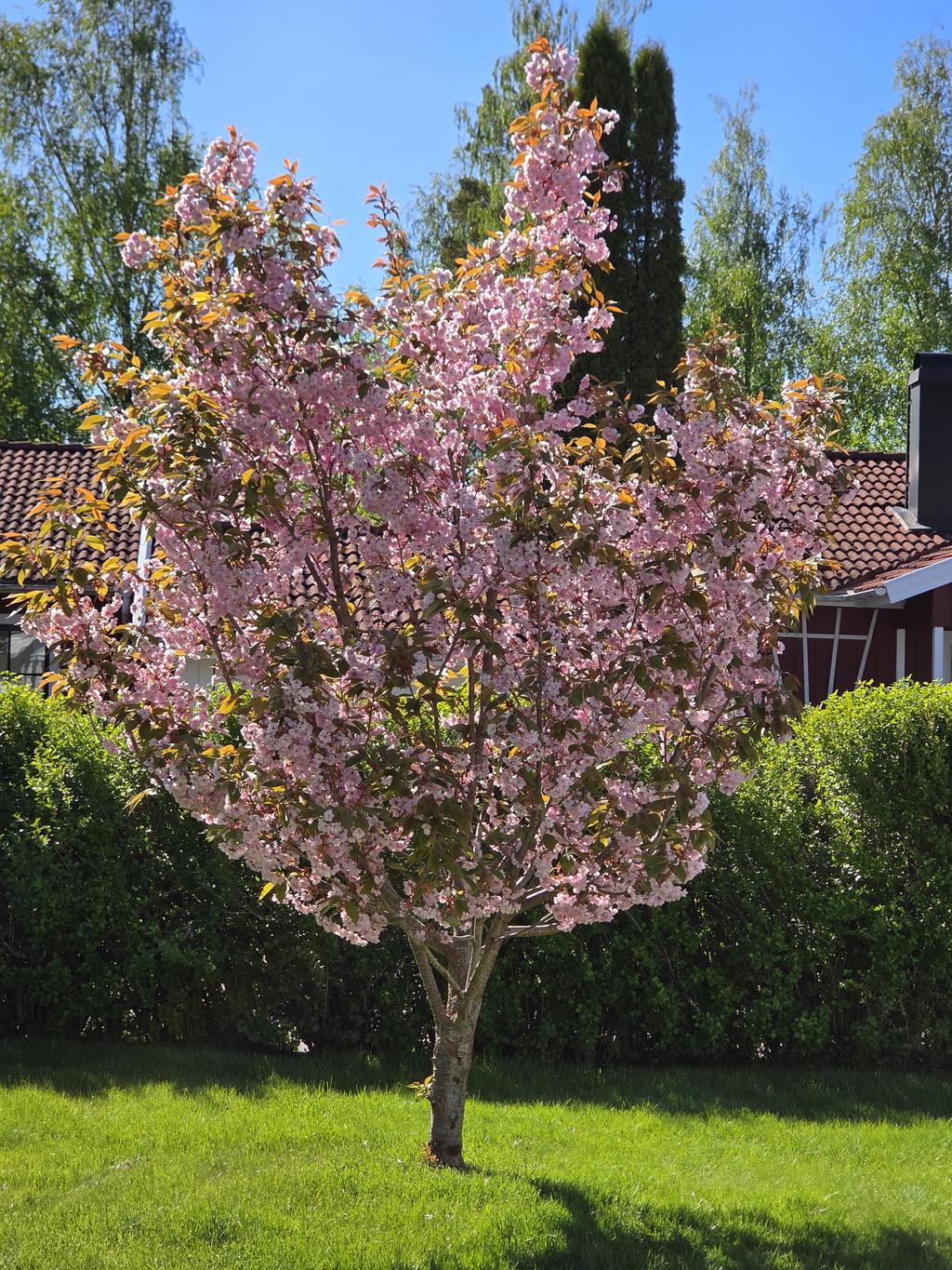 Säljarens bild