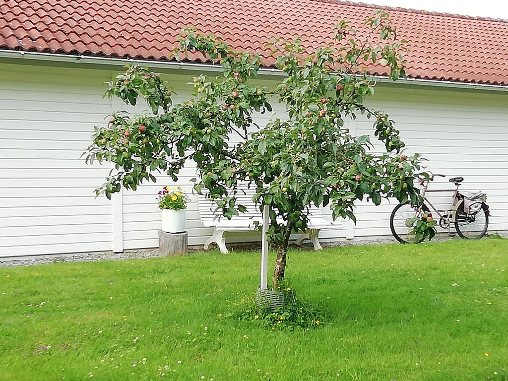Äppelträd som delas med grannen