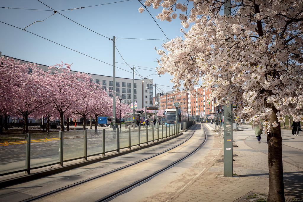 Luma Station i körsbärsblom
