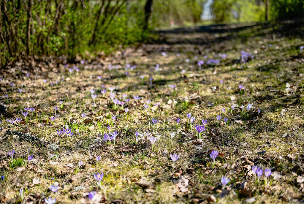 Vårblom