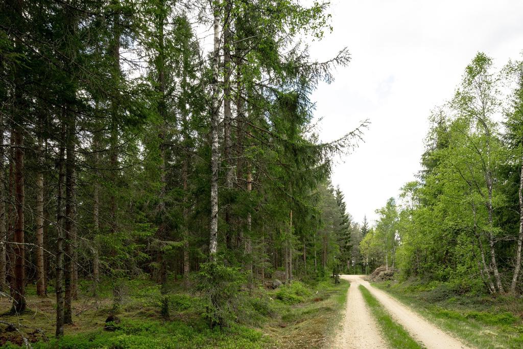 På väg till servitutsskogen