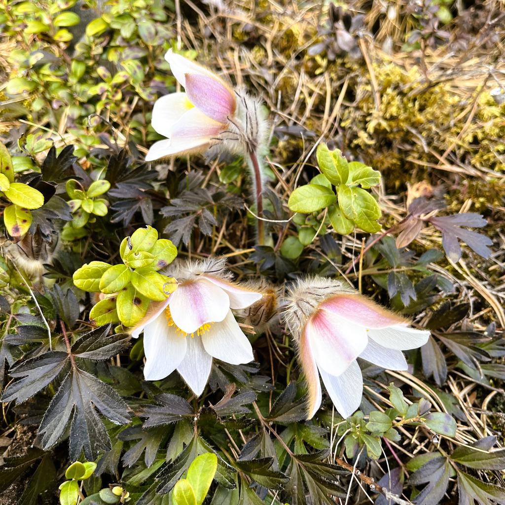 Mosippor på tomten. Säljarnas bild