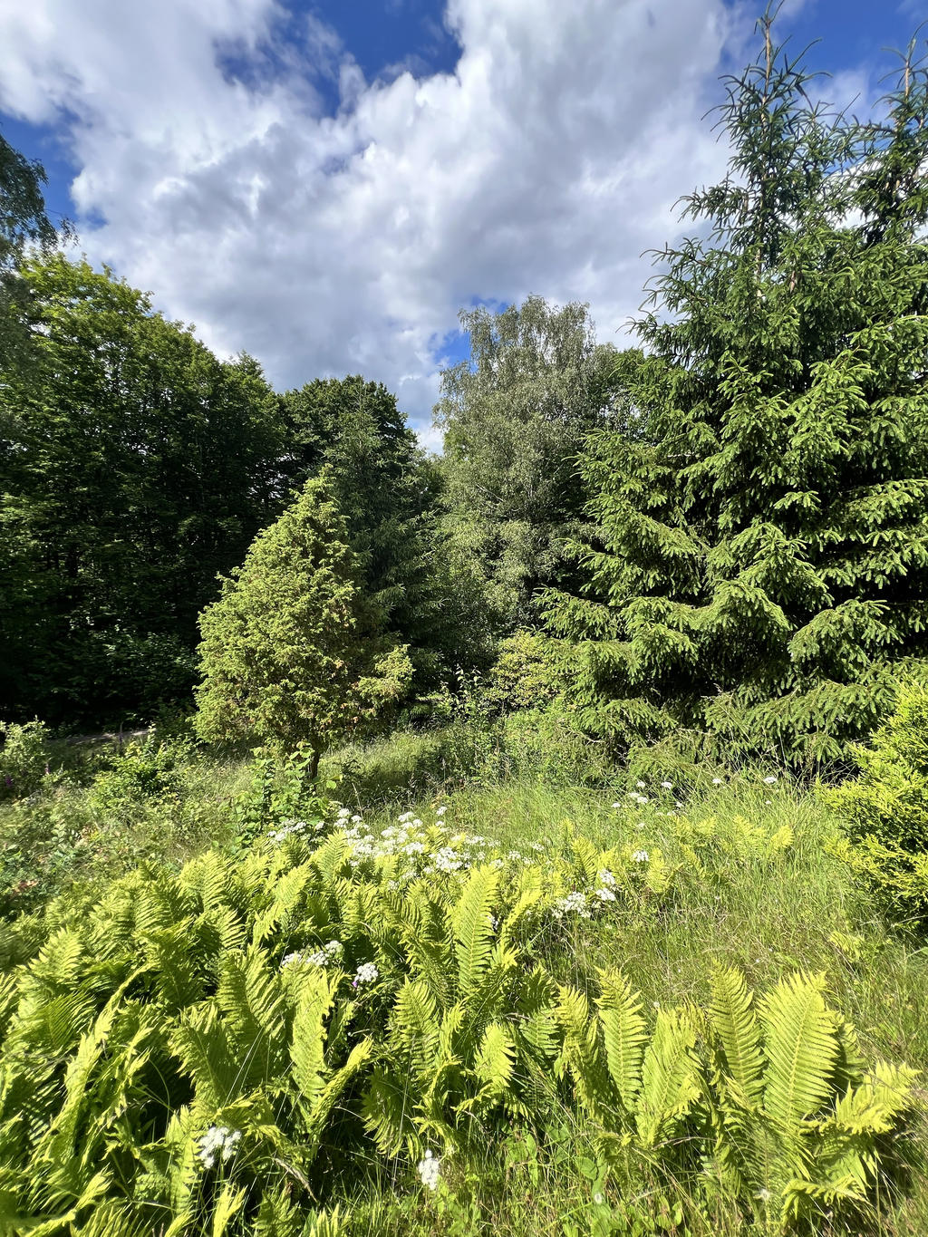 Säljarens sommarbilder - Naturtomt