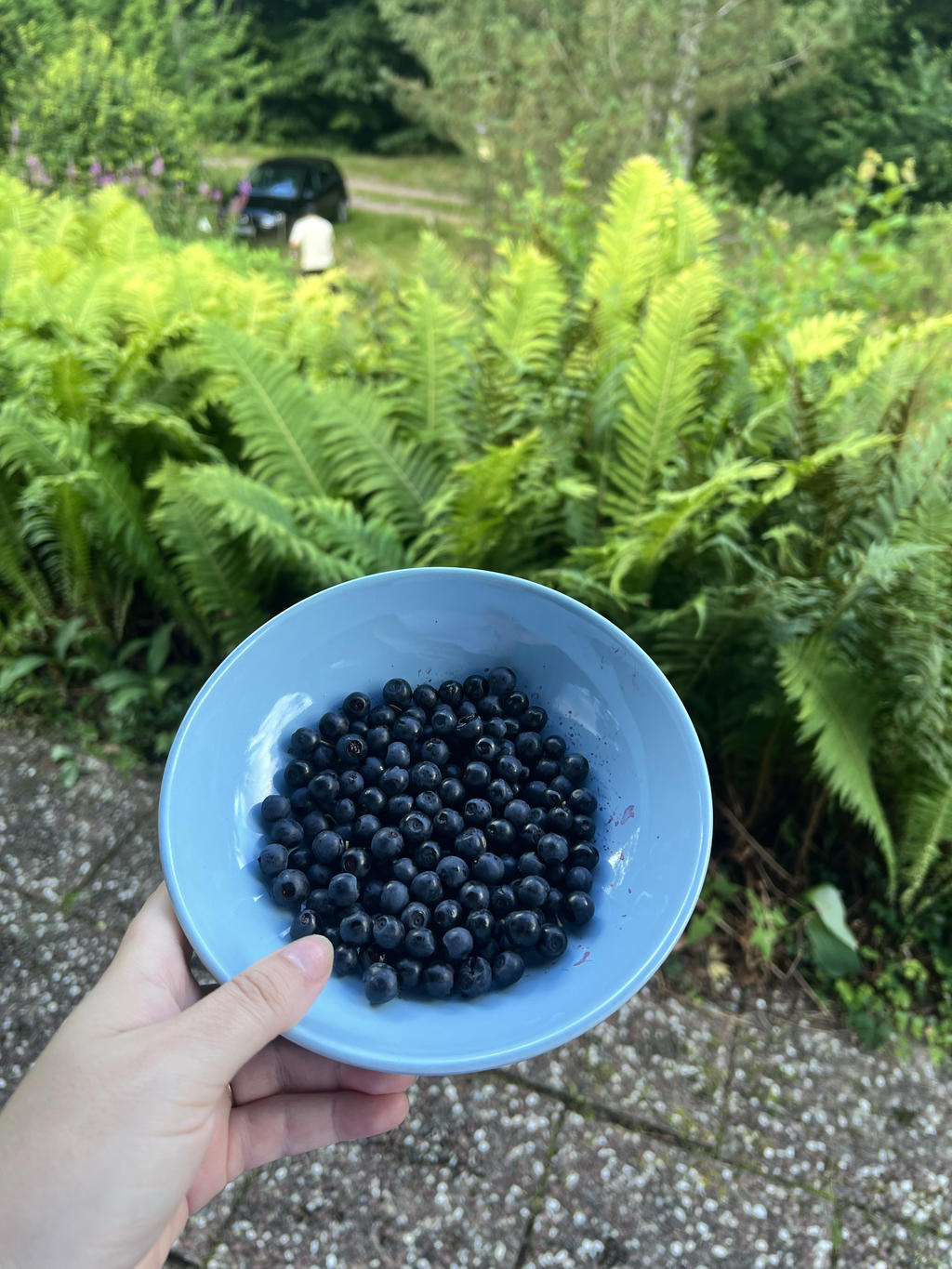Säljarens sommarbilder - Egna blåbär på tomten