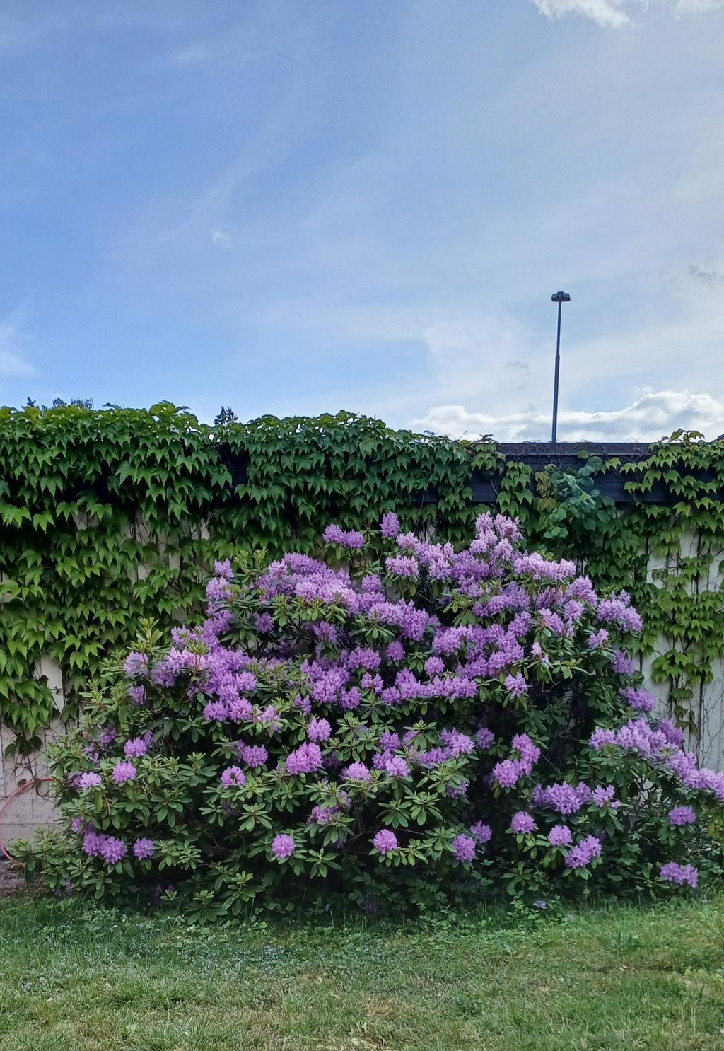 Säljarens sommarbild