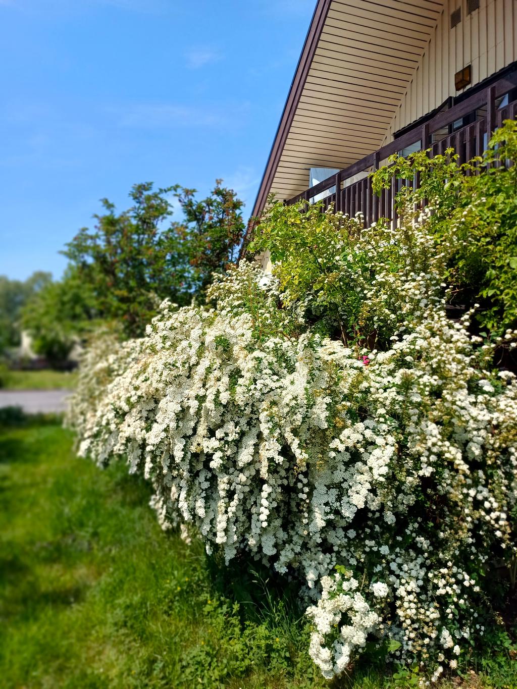 Säljarens sommarbild