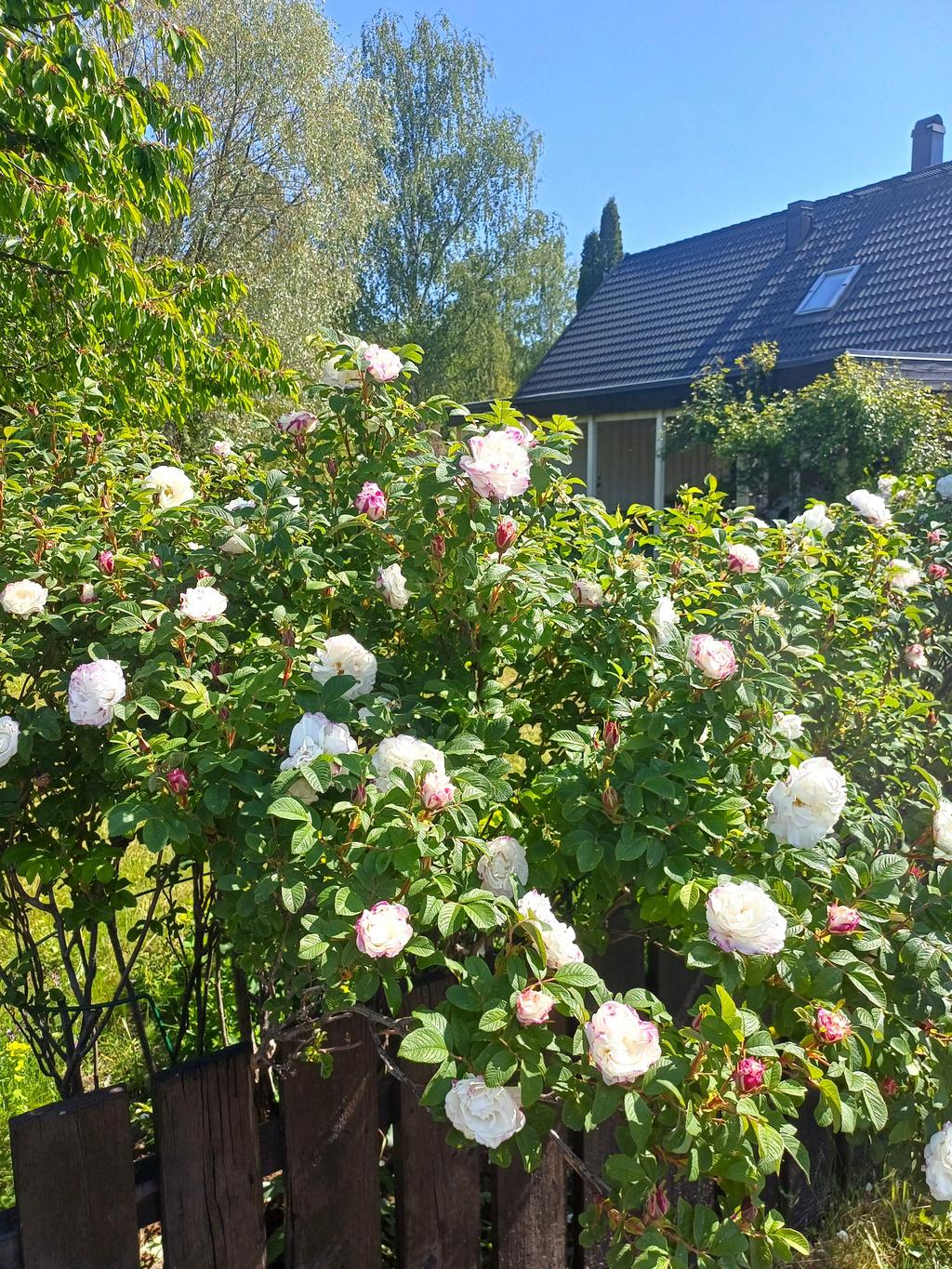 Säljarens sommarbild
