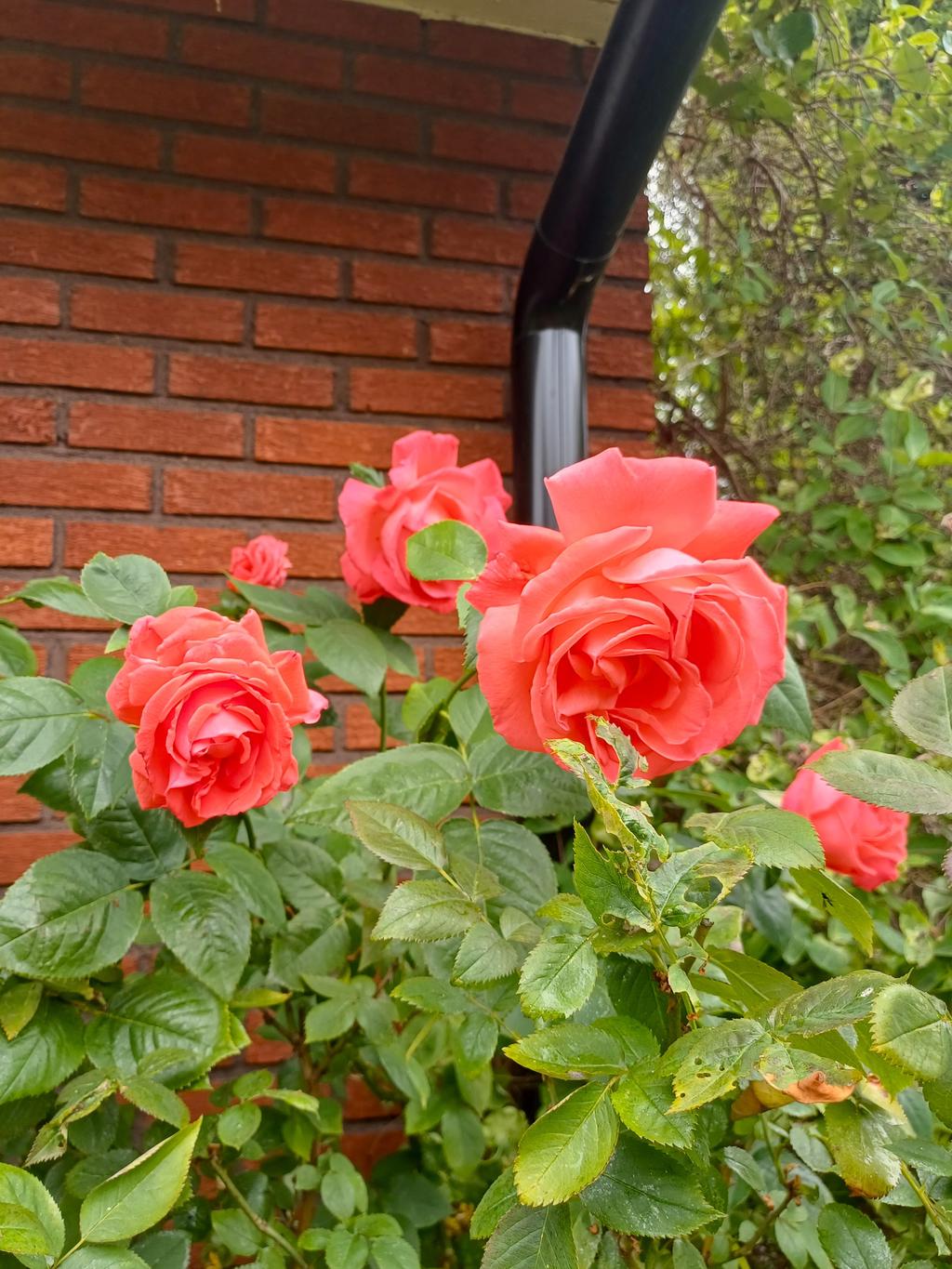 Säljarens sommarbild