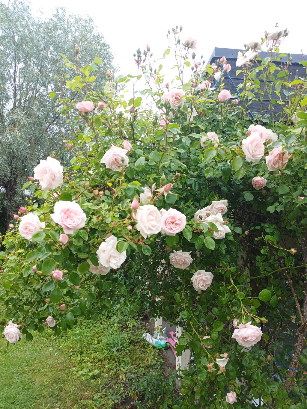 Säljarens sommarbild