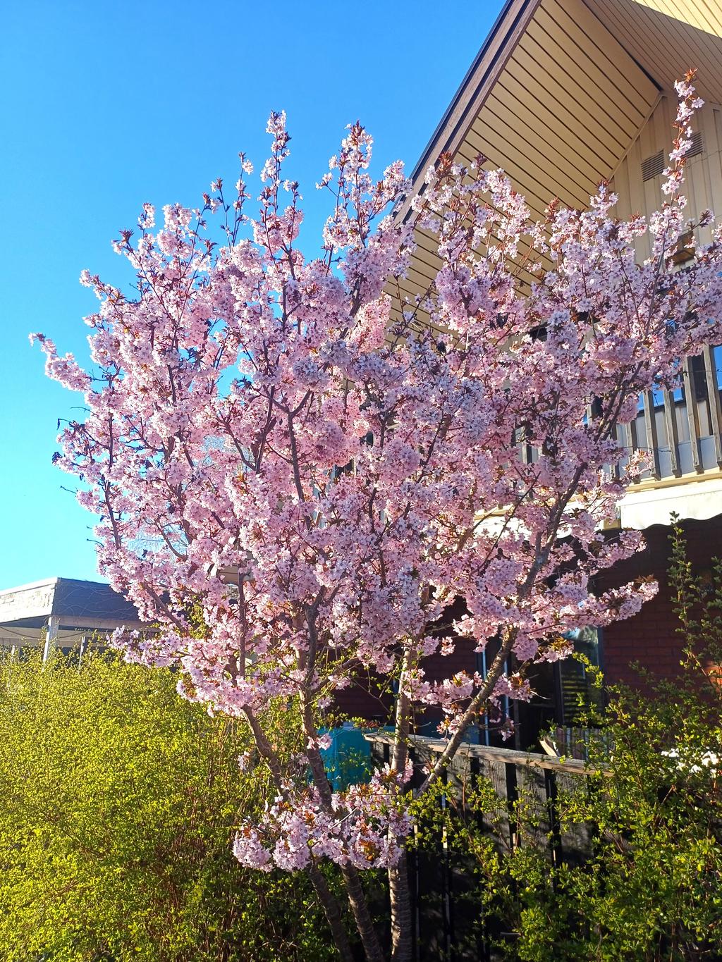 Säljarens sommarbild
