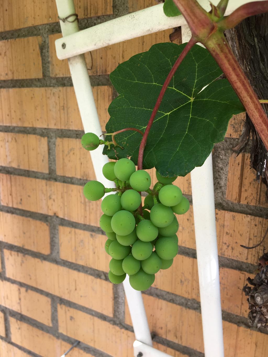 Säljarens bilder från uteplatsen