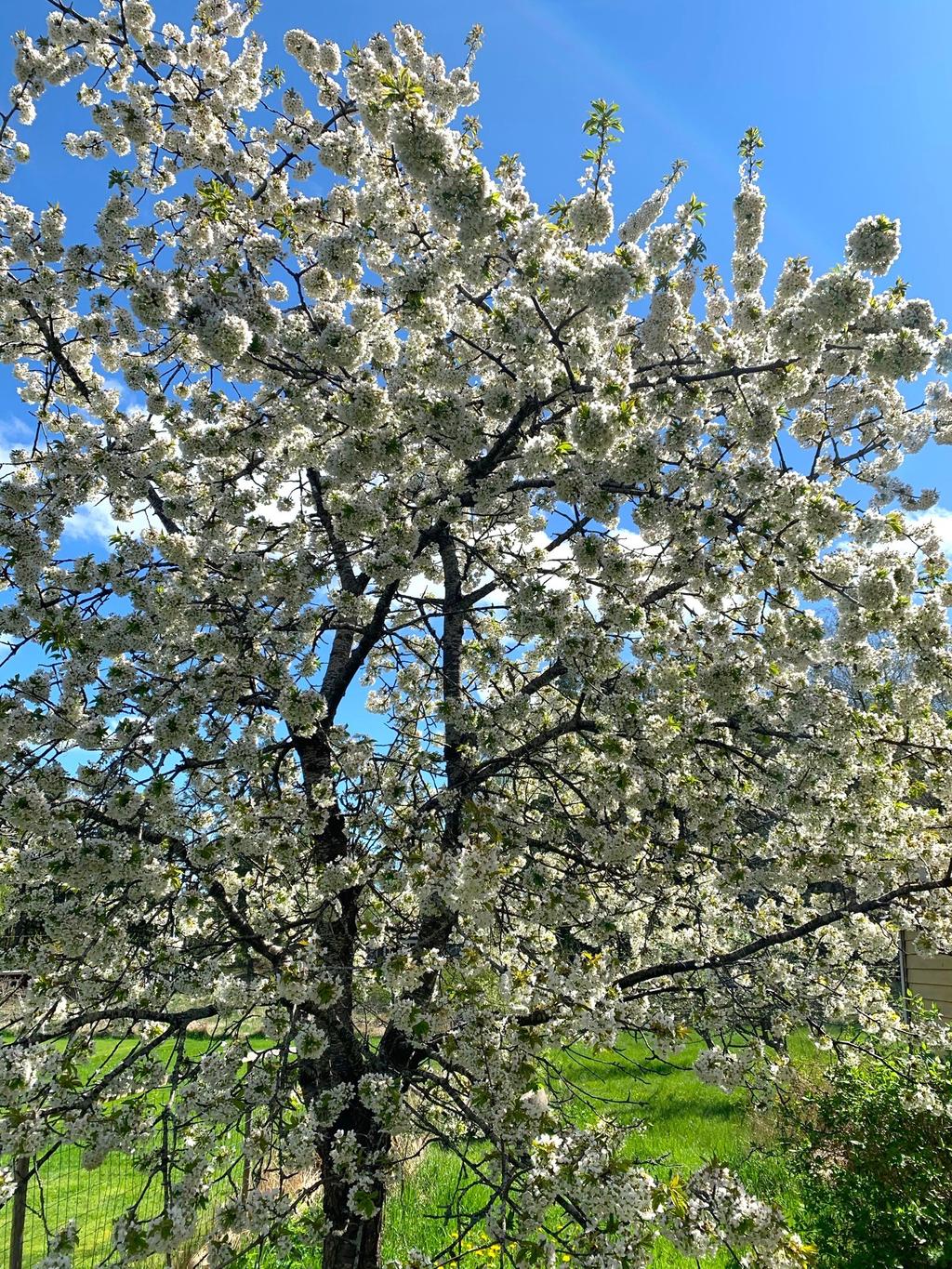 Säljarens sommarbild